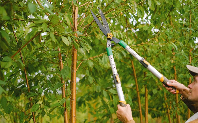 Tree trimming in Paducah, KY